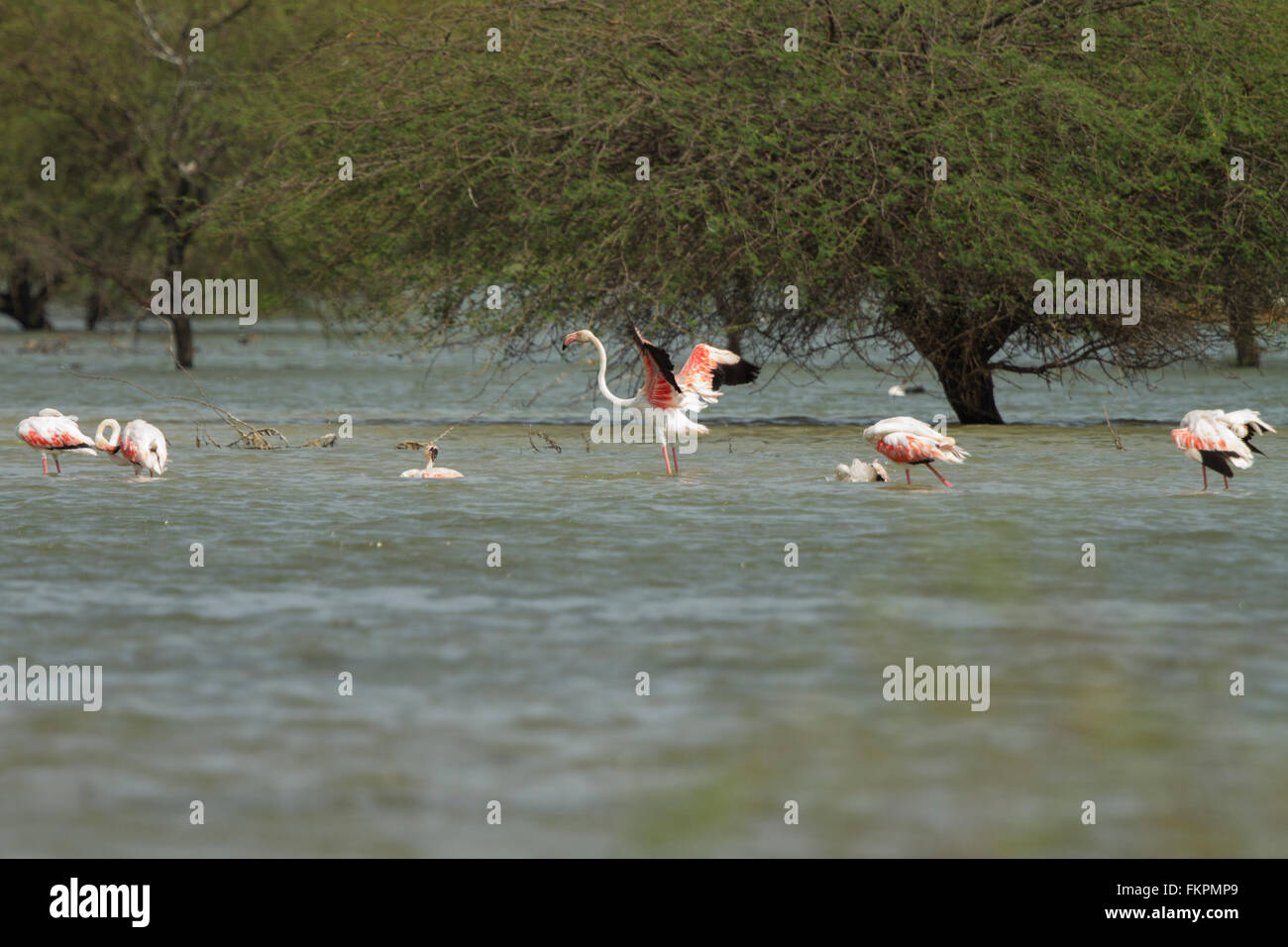 Rosaflamingo in Koonthankulam Vogelschutzgebiet Stockfoto