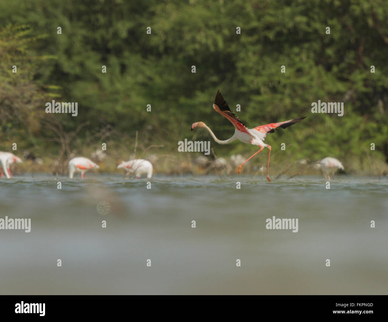 Rosaflamingo in Koonthankulam Vogelschutzgebiet Stockfoto