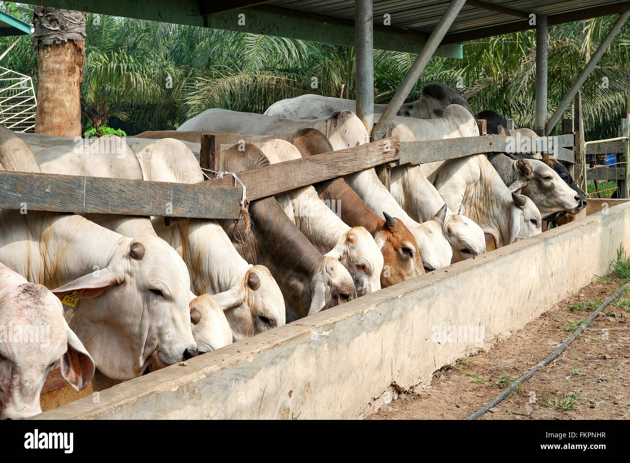Brahman cow cattle farm ranch -Fotos und -Bildmaterial in hoher ...