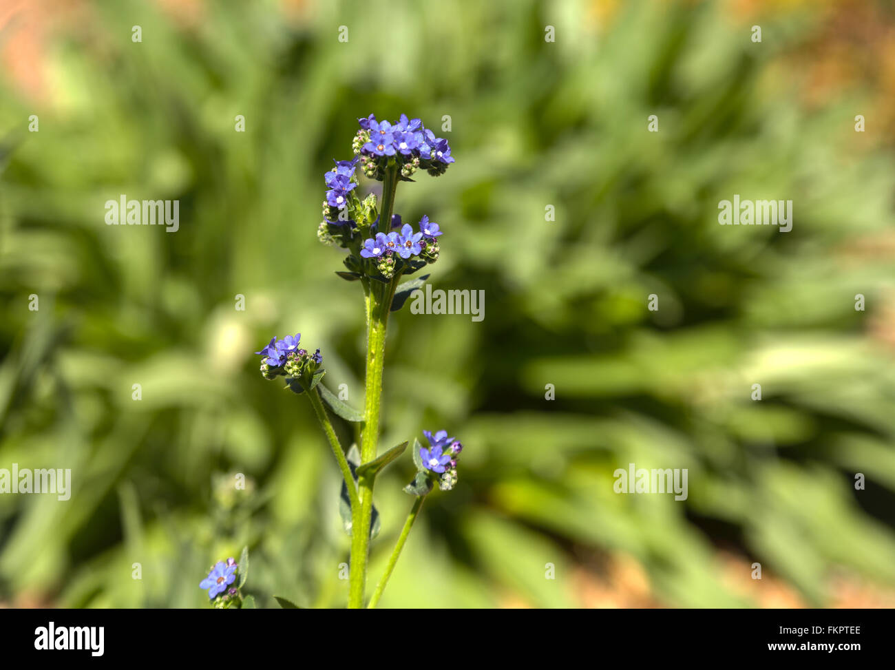 Kleine lila Blten auf einer Nepeta "purple Haze" Pflanze in einem  botanischen Garten in Sd-Kalifornien Stockfotografie - Alamy