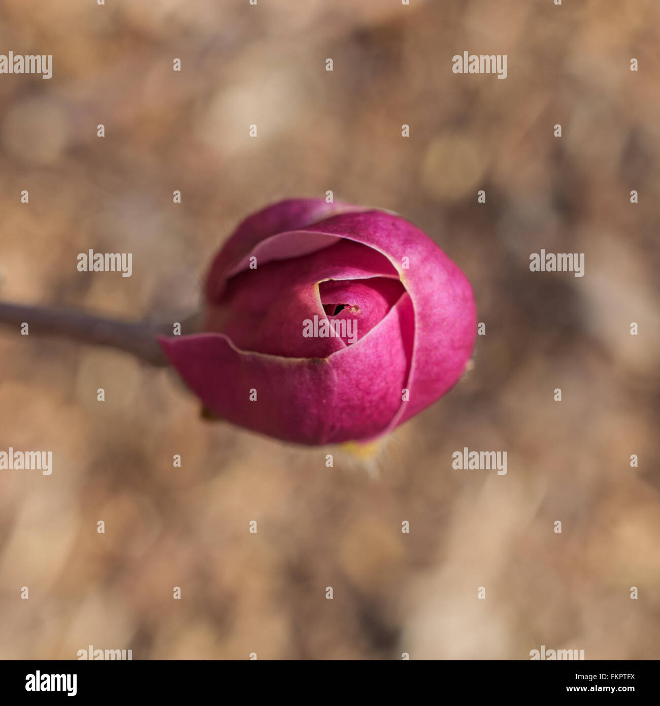 Eine Magnolie Blume mit ungeöffneten Blüten Stockfoto