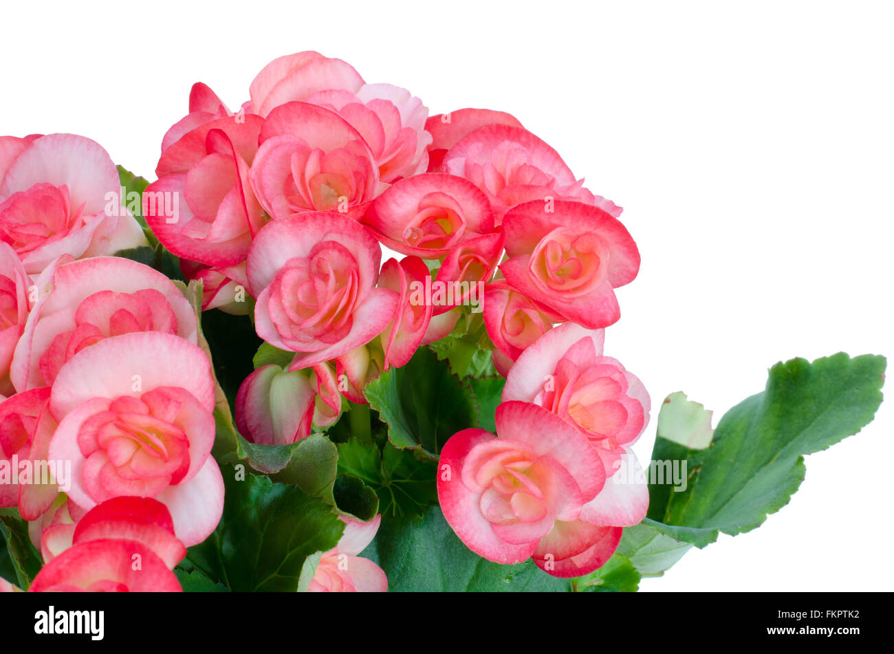 Rosa Begonia isoliert auf weißem Hintergrund Stockfoto