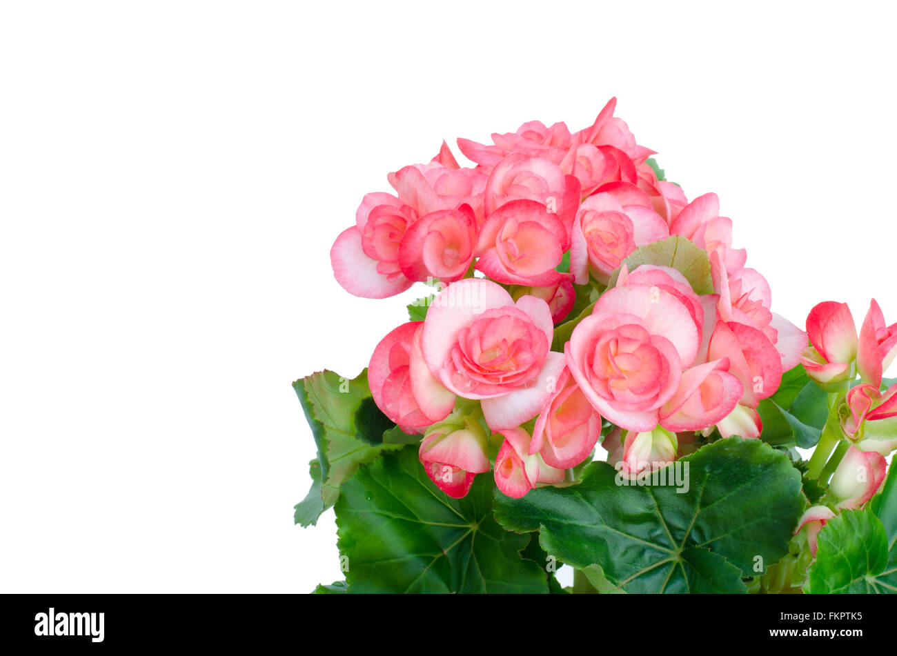 Rosa Begonia isoliert auf weißem Hintergrund Stockfoto