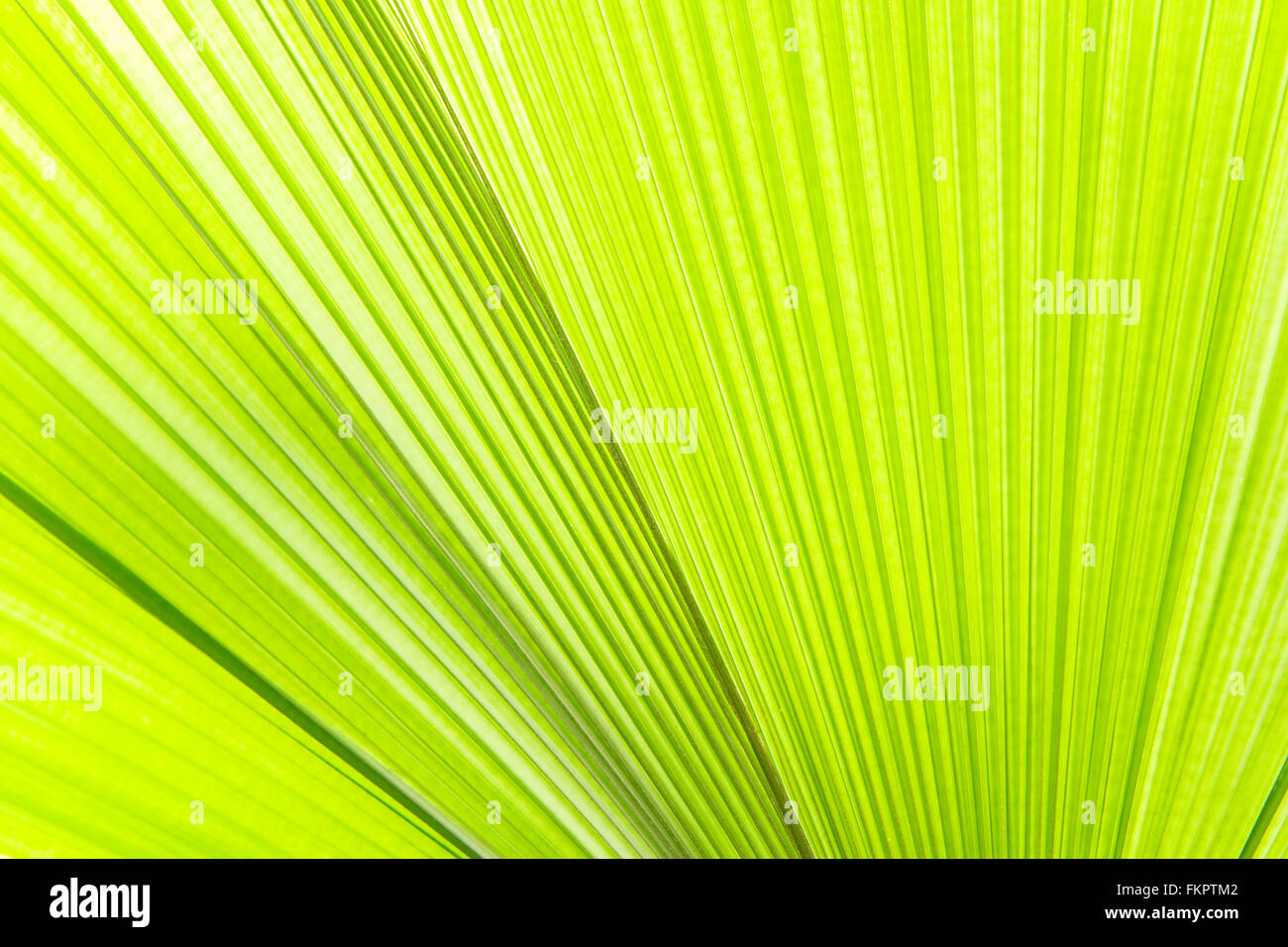 Sonnenlicht auf Palmblatt Stockfoto