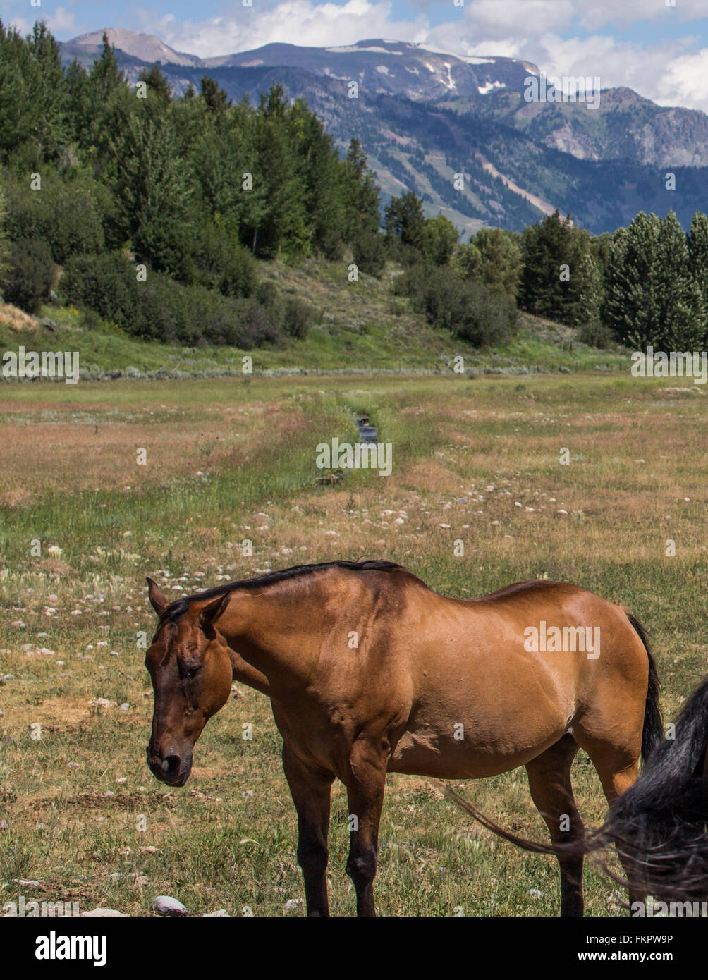 Pferd auf den Grand Teton Stockfoto