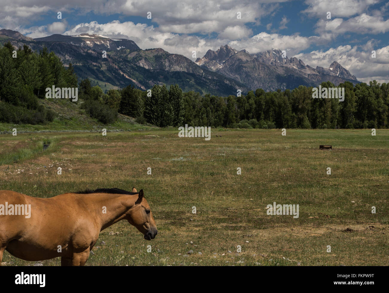 Pferd in Wyoming Stockfoto