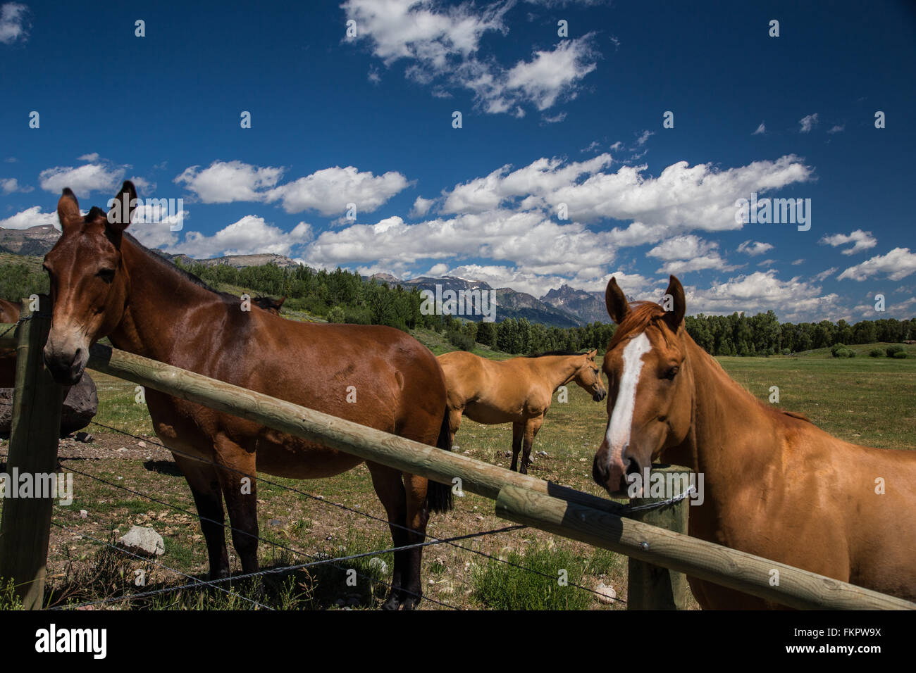 Schöne Pferde in Wyoming Stockfoto