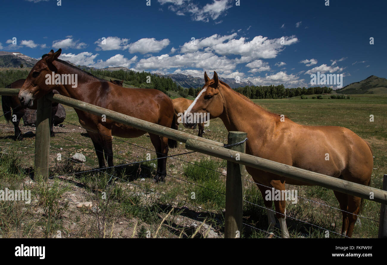 Grand Teton Pferde Stockfoto