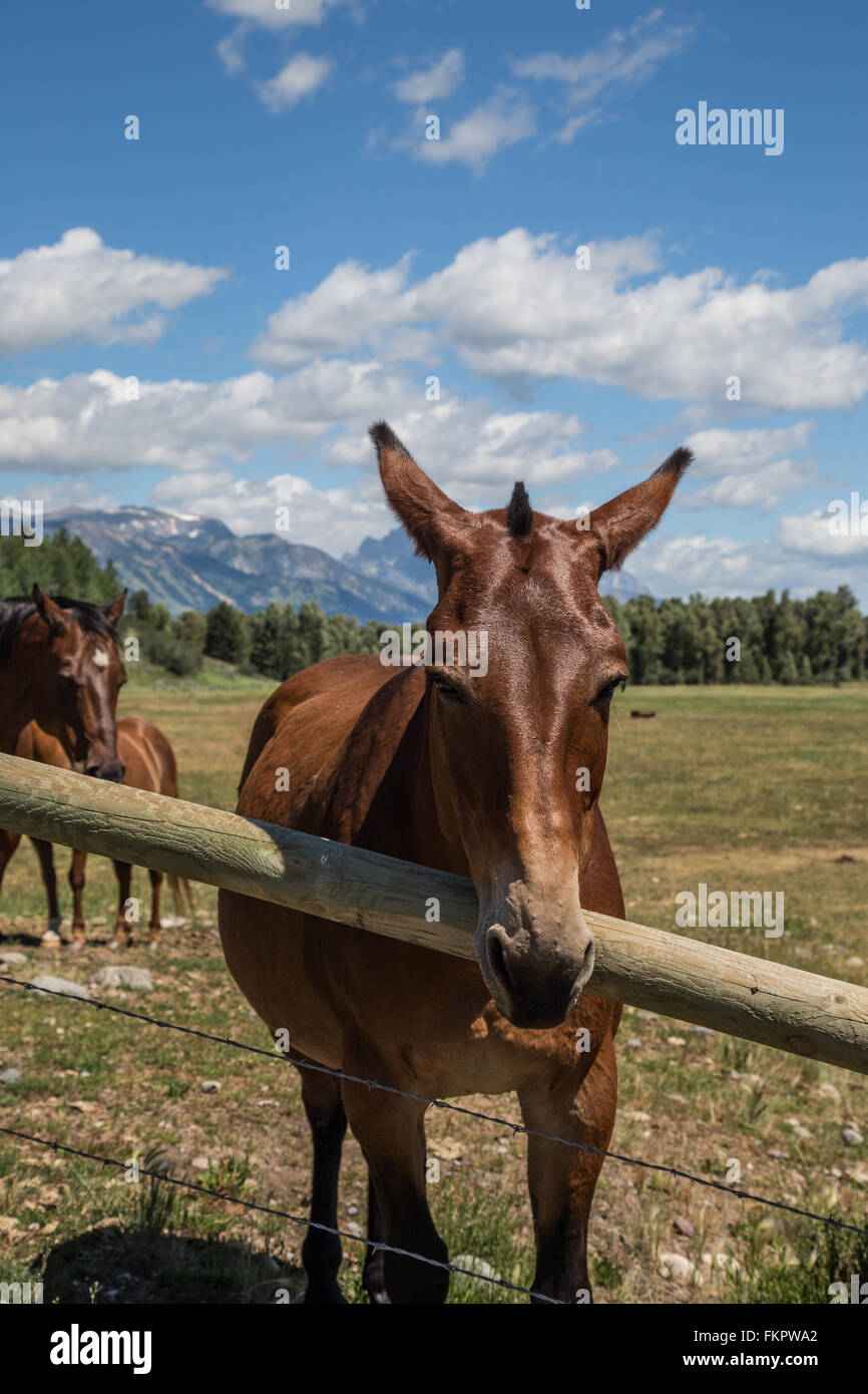 Pferde in den Teton Stockfoto
