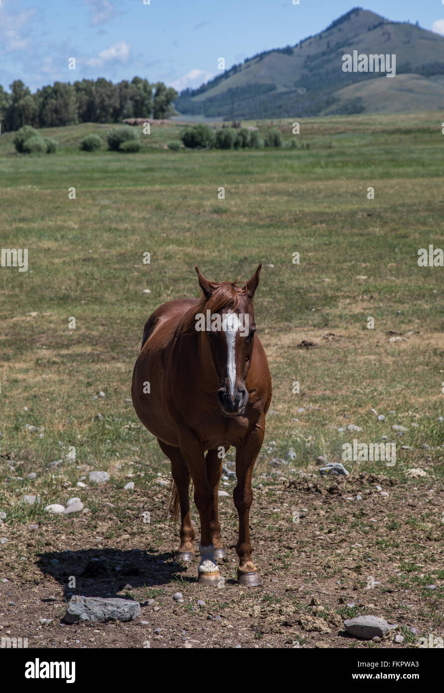 Jackson Hole Pferd Stockfoto