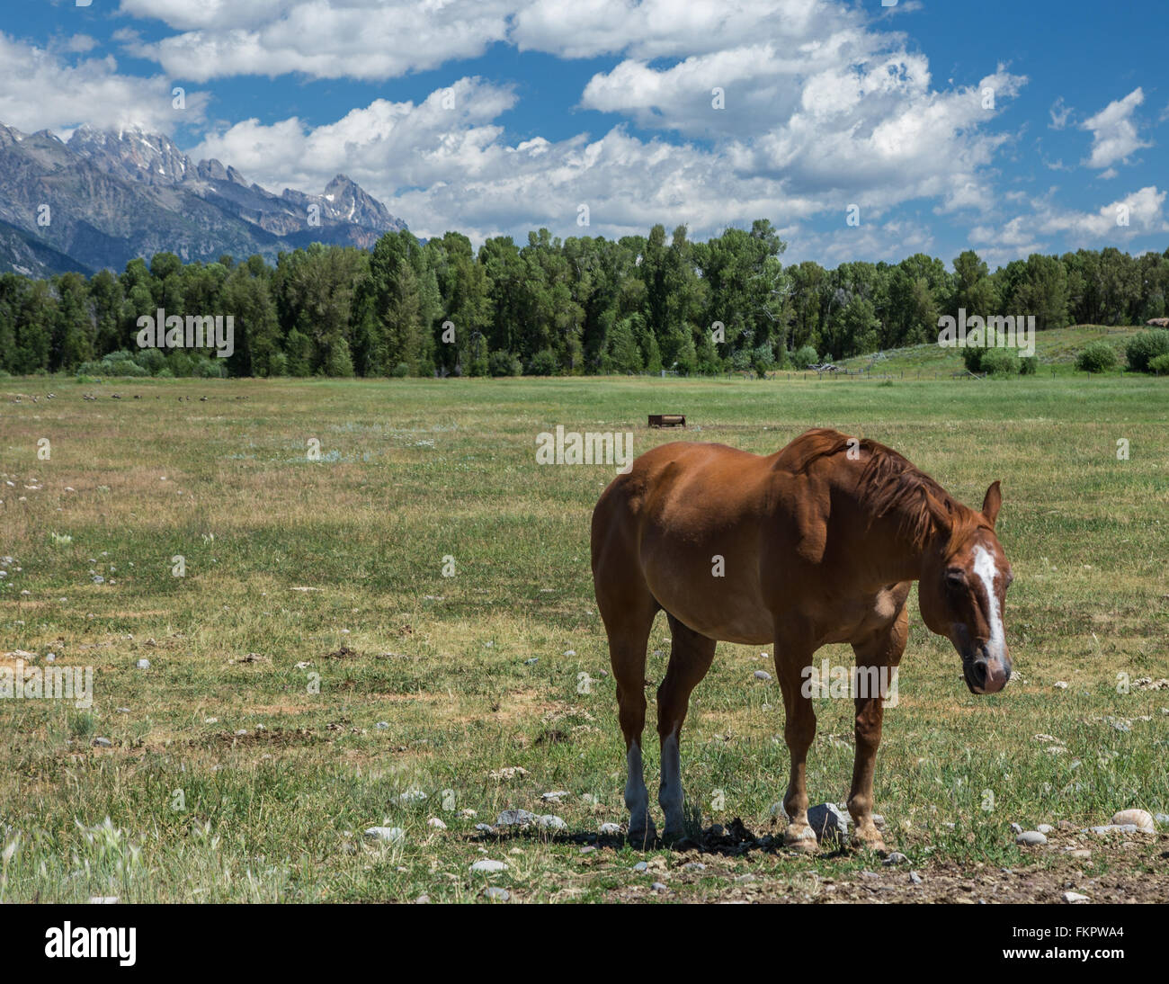 Pferd in den Teton Stockfoto