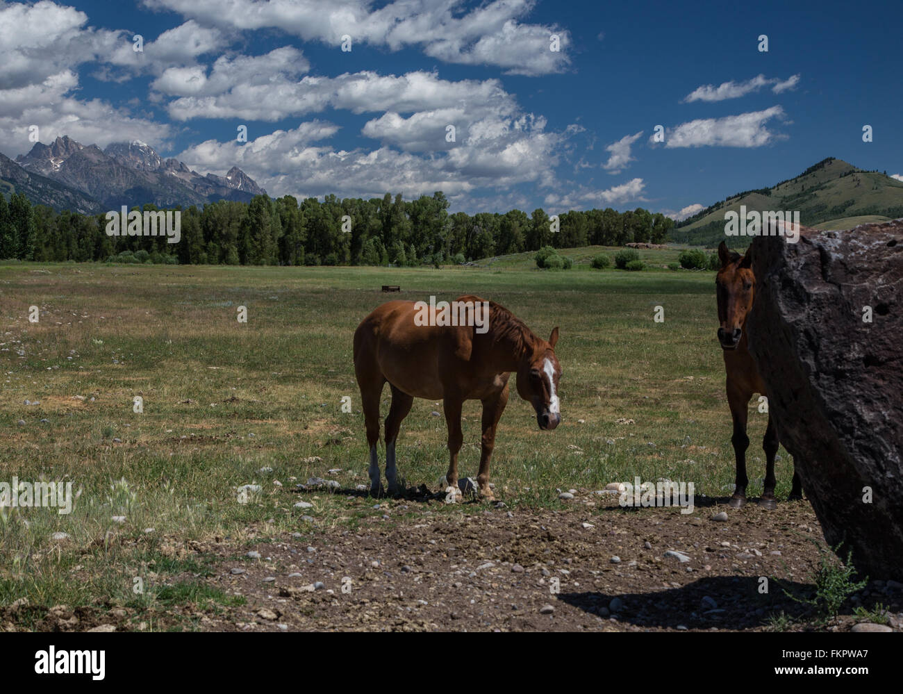 Pferde auf den Grand Teton Stockfoto