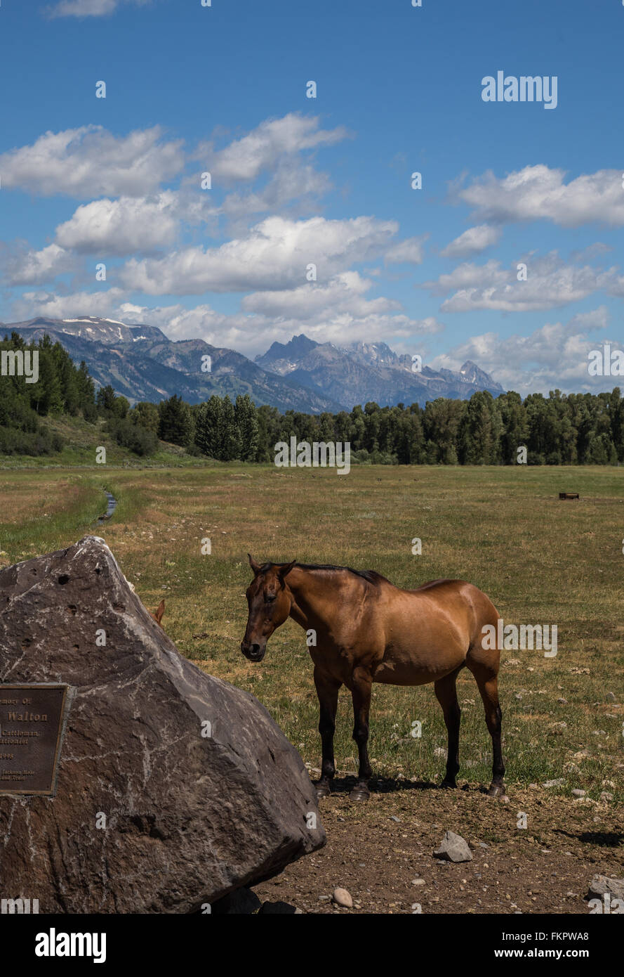 Grand Teton Pferd Stockfoto