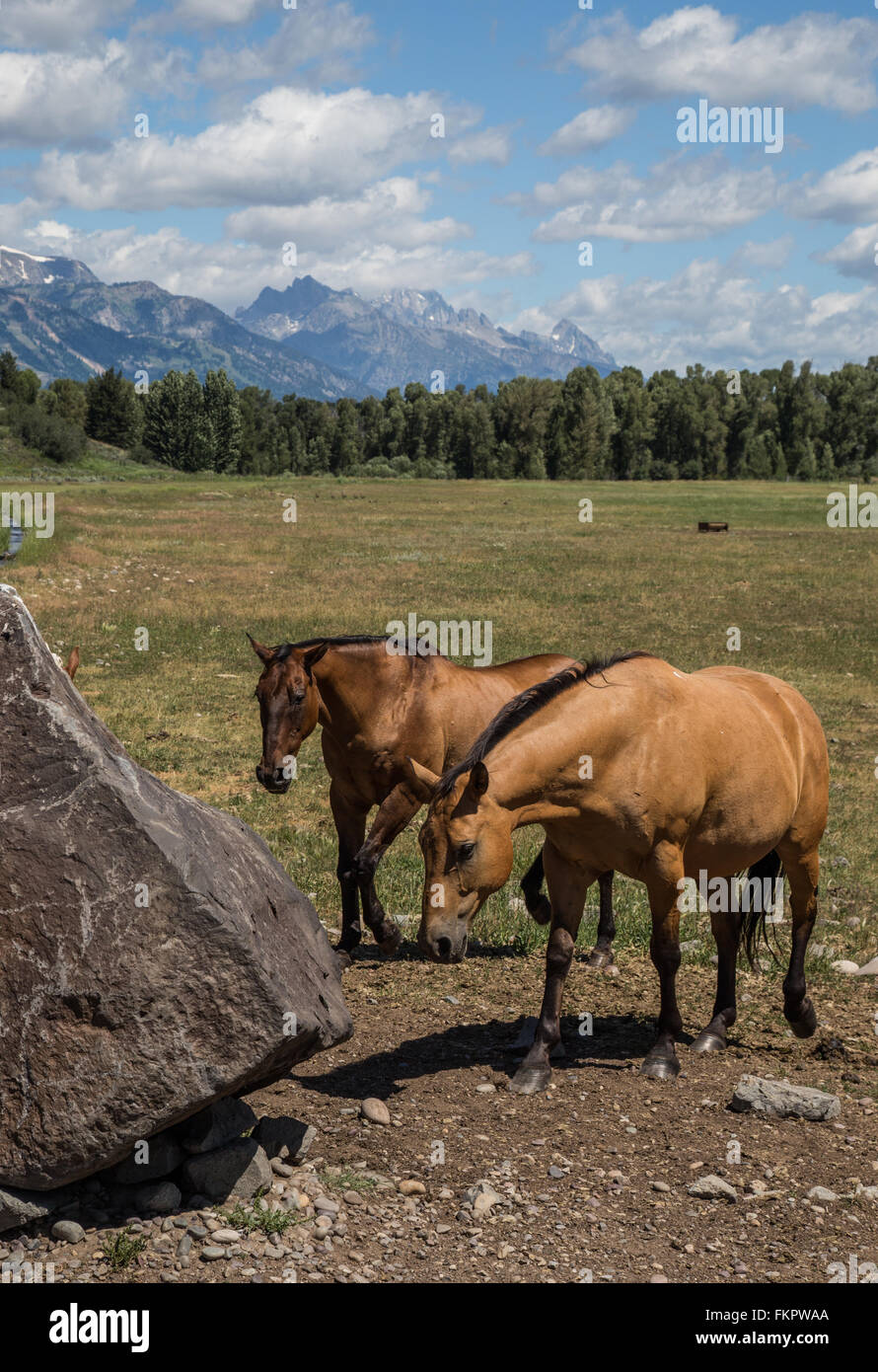 Grand Teton Pferde Stockfoto