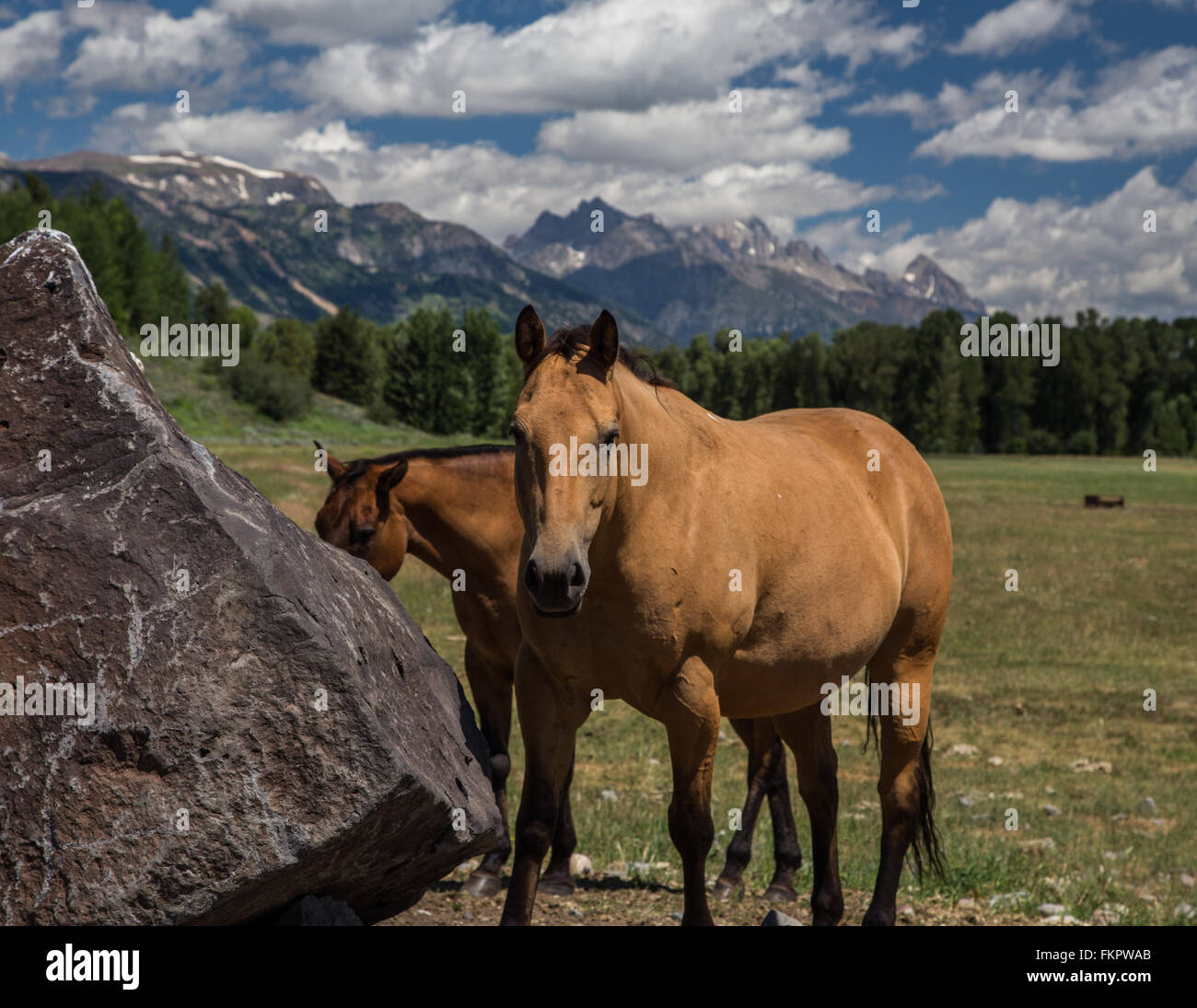 Wyoming Ranch Pferde Stockfoto