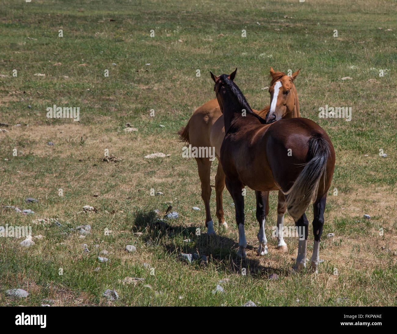Pferde in Jackson Hole Stockfoto