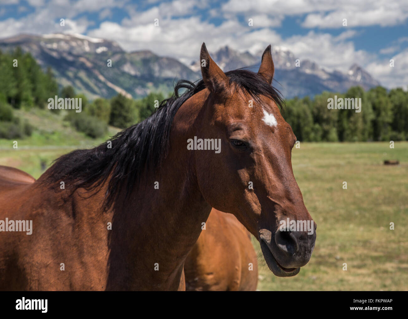Schönes Pferd in Wyoming Stockfoto