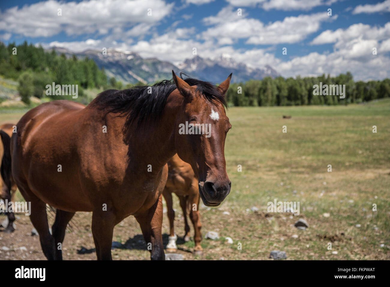 Grand Teton Pferd Stockfoto
