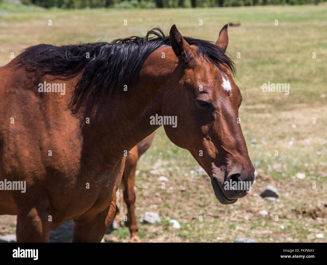Wyoming-Pferd Stockfoto