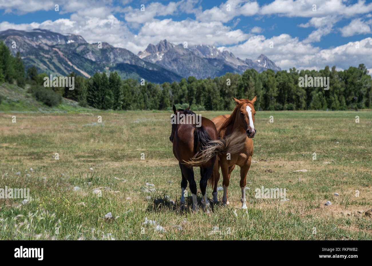 Wyoming-Freunde Stockfoto