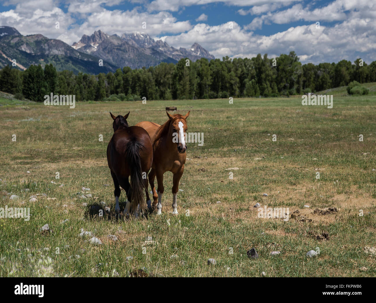 Sommertag für Pferde in Wyoming Stockfoto