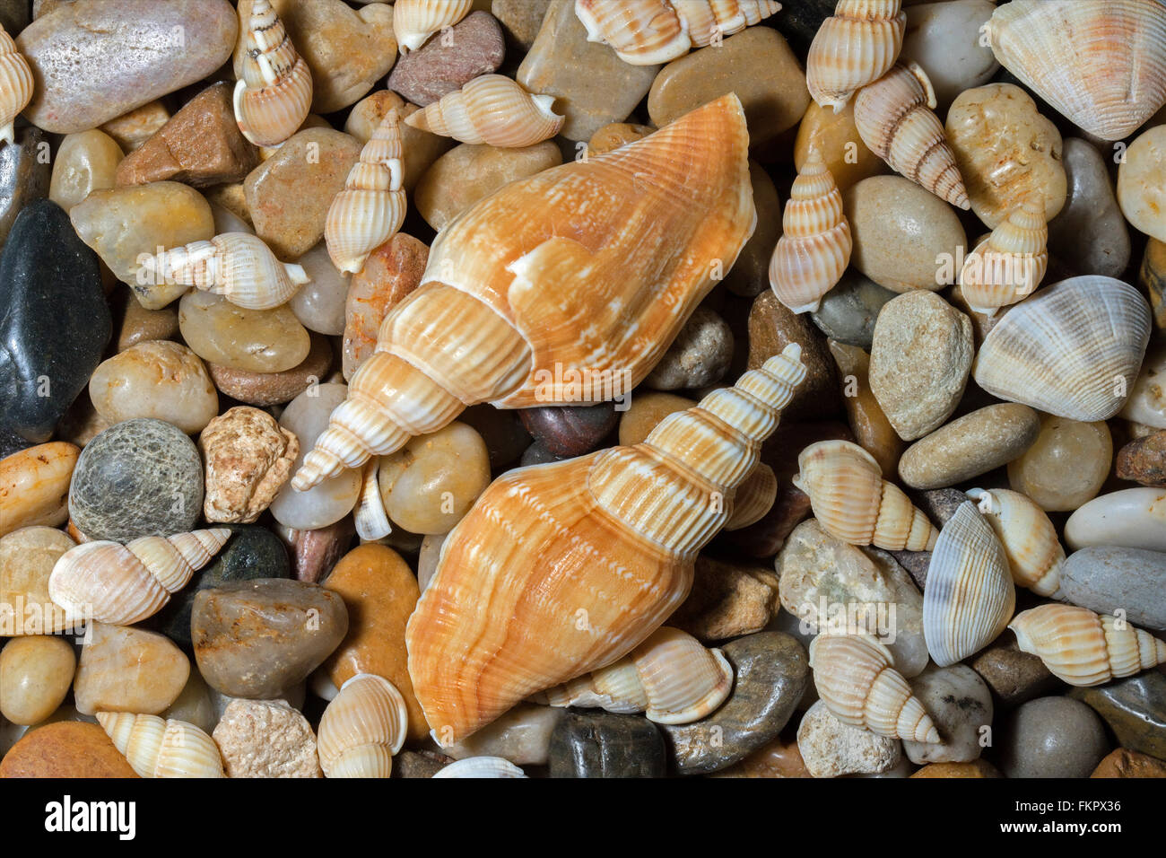 Stillleben mit Muscheln vor Queensland, Australien Strand fotografiert Stockfoto