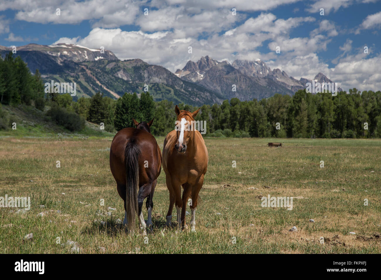 Wyoming-Pferde Stockfoto