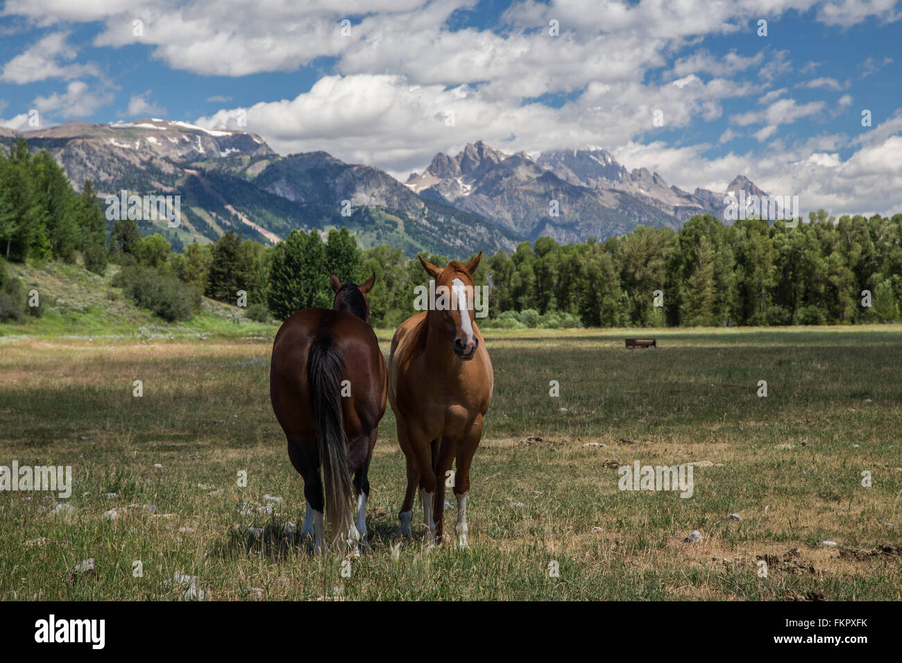 Pferde in Wyoming Stockfoto