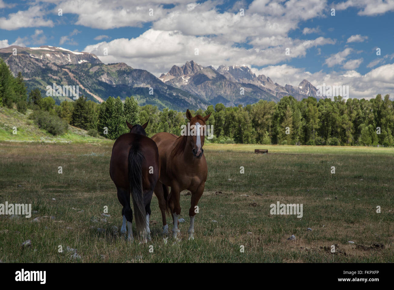 Wyoming-Pferde Stockfoto