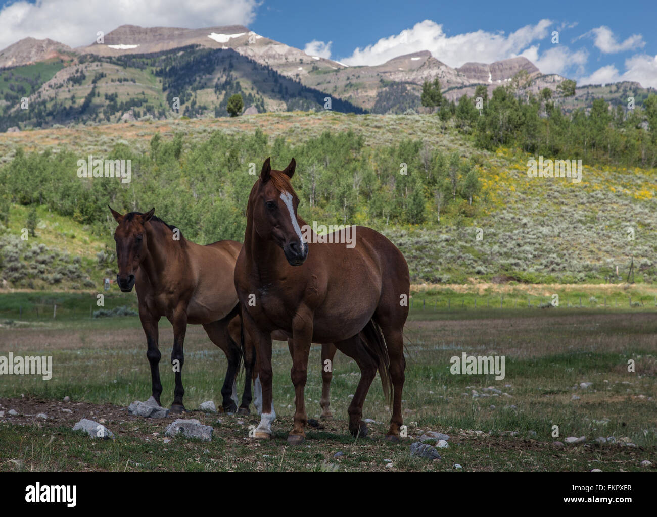 Teton Pferde Stockfoto