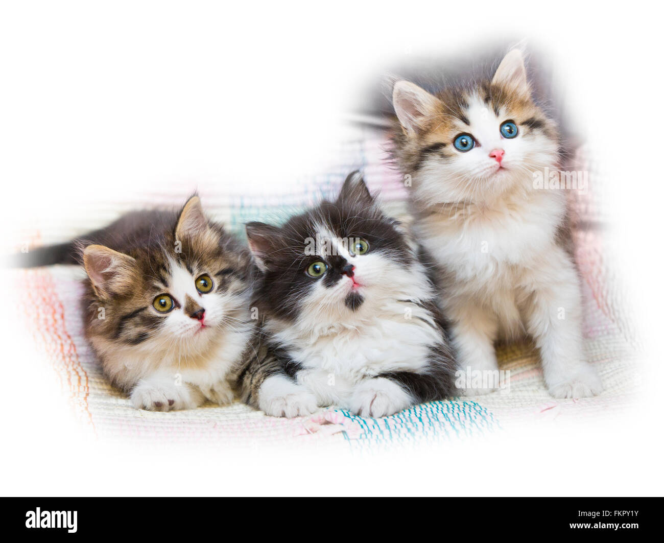 Katzen Kätzchen Haustiere in- Stockfoto