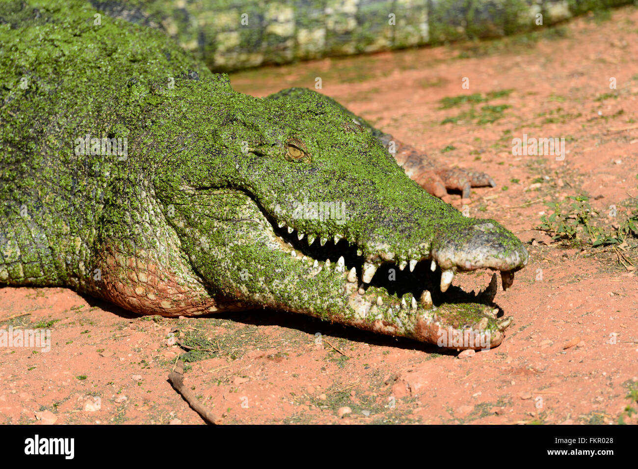 Salzwasser-Krokodil (Crocodylus Porosus), Wildpark Broome, Western Australia Stockfoto