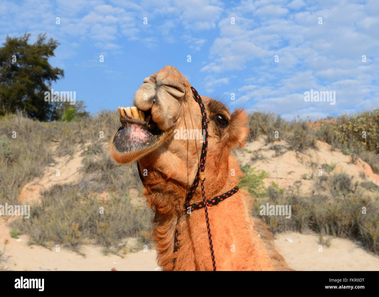 Kamel Portrait, Cable Beach, Broome, Kimberley-Region, Western Australia, WA, Australien Stockfoto