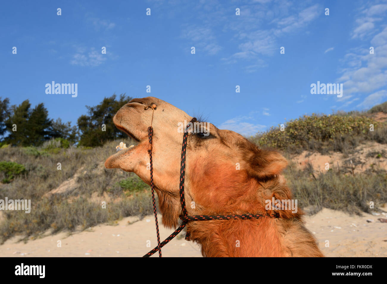 Kamel Porträt zeigt seine Nosepeg, Cable Beach, Broome, Kimberley-Region, Western Australia, WA, Australien Stockfoto