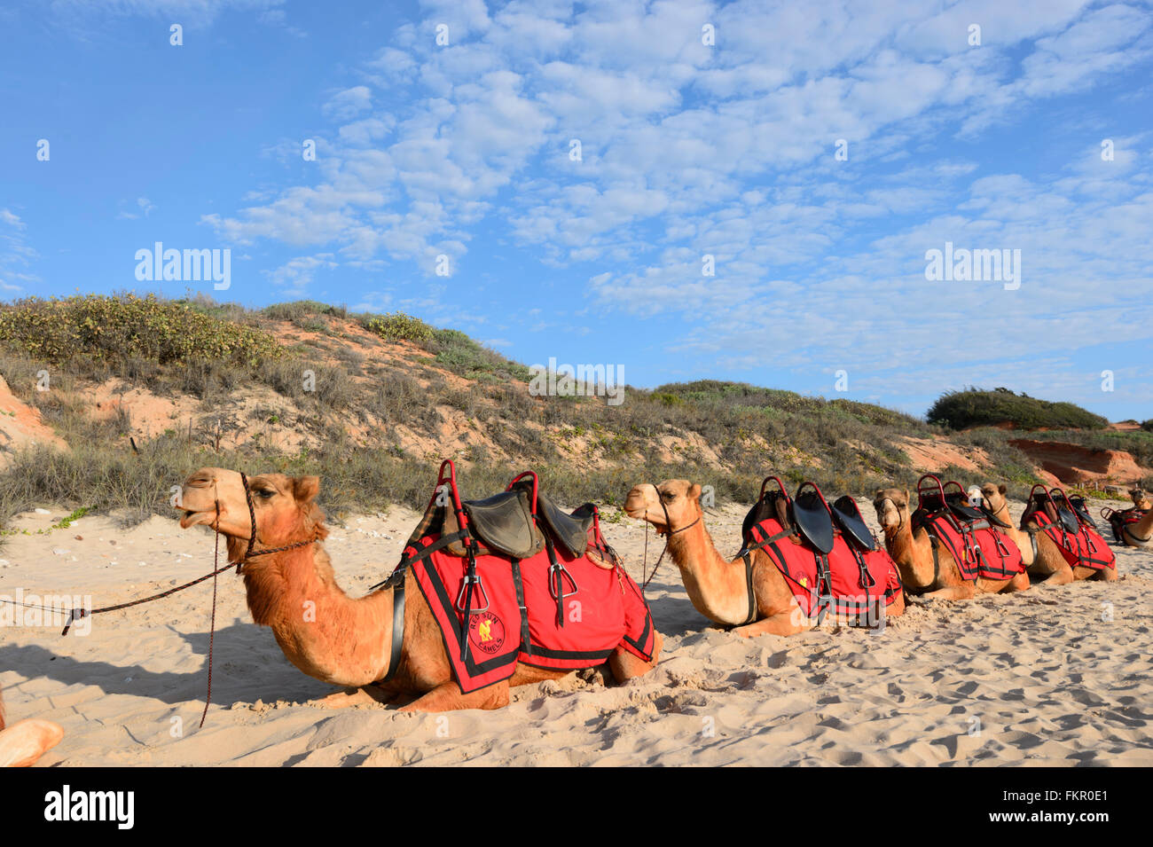 Kamele am Cable Beach in Broome, Kimberley Region, Westaustralien, WA, Australien Stockfoto