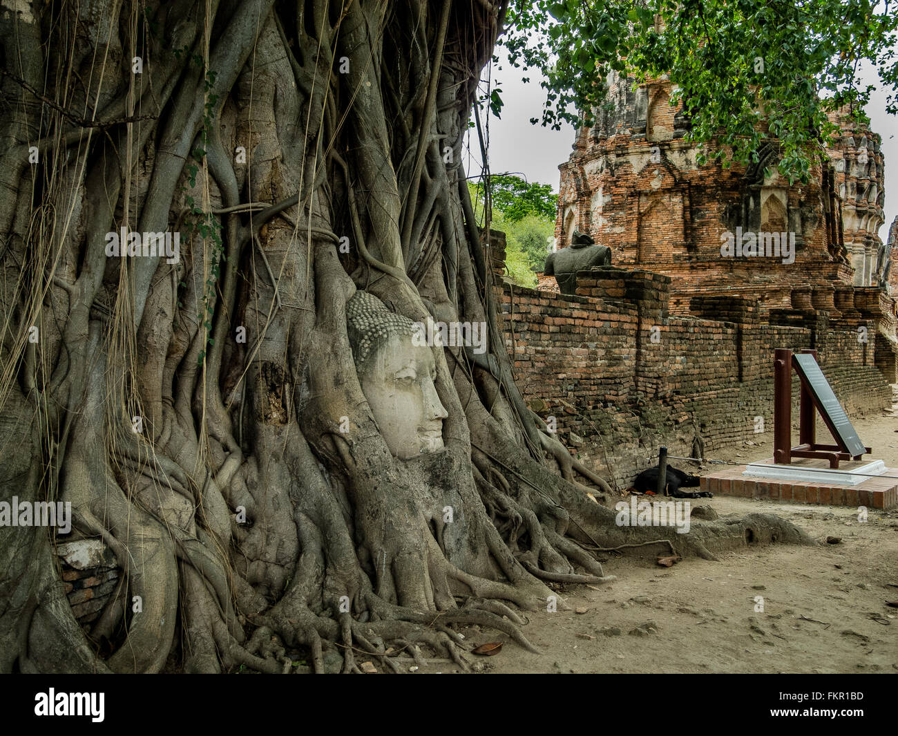 Buddha-Kopf im Banyan tree Wat Mahathat Ayutthaya thailand Stockfoto