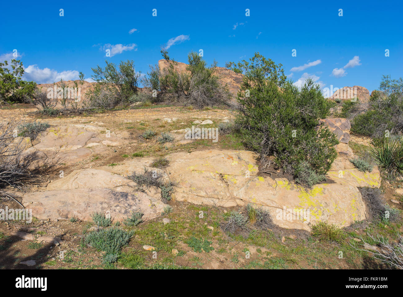 Grünen Pinsel wächst zwischen Rissen im Felsen, von Wind und Wetter getragen. Stockfoto