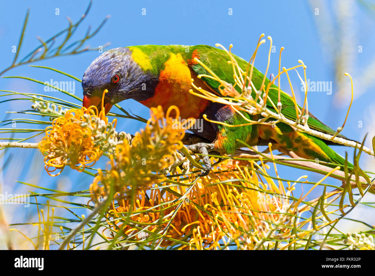 Australische Allfarblori doch auf Nektar Froim Grevillia Blume Stockfoto