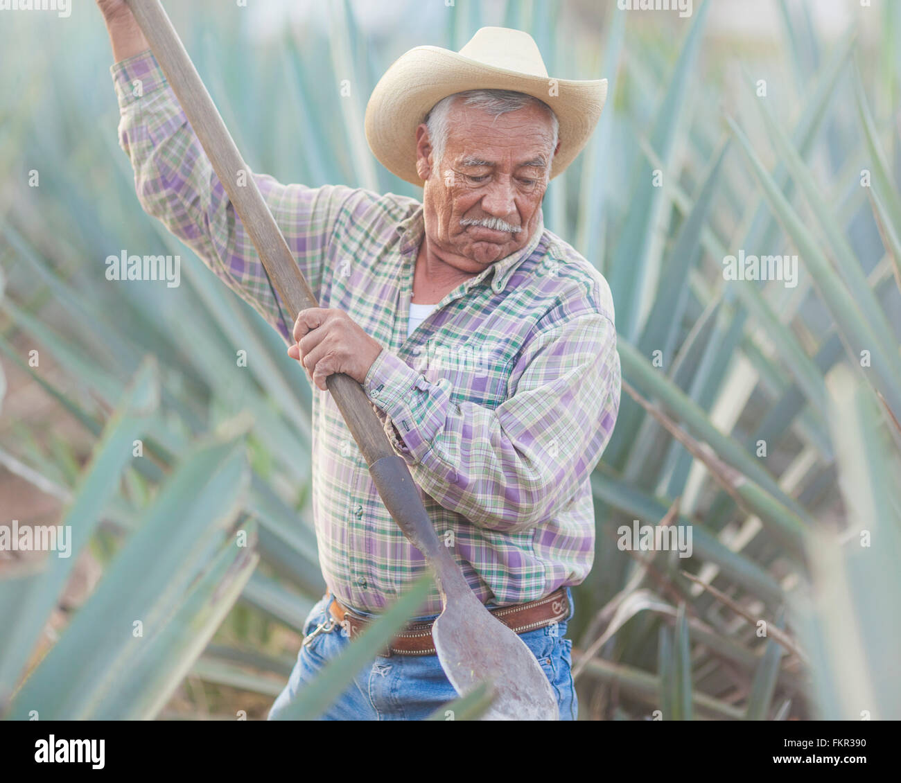 Ältere Hispanic Landwirt Graben im Feld Stockfoto