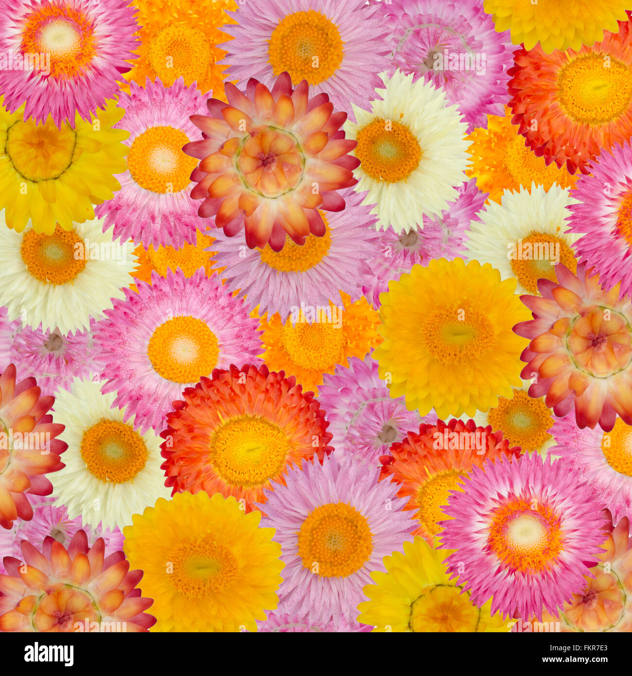 Stroh Blume oder ewigen Hintergrund Stockfoto