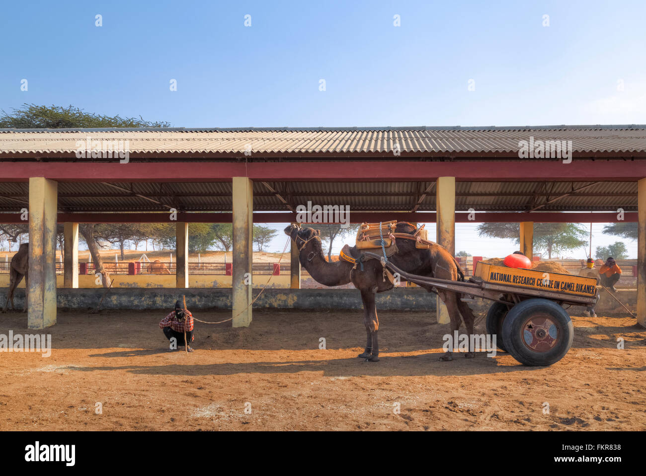 Kamel Research Farm, Bikaner, Rajasthan, Indien Stockfoto