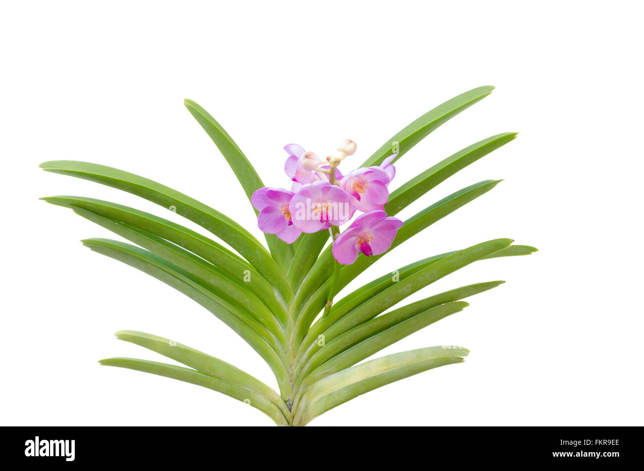 Hybriden Vanda Orchidee isoliert auf weißem Hintergrund Stockfoto