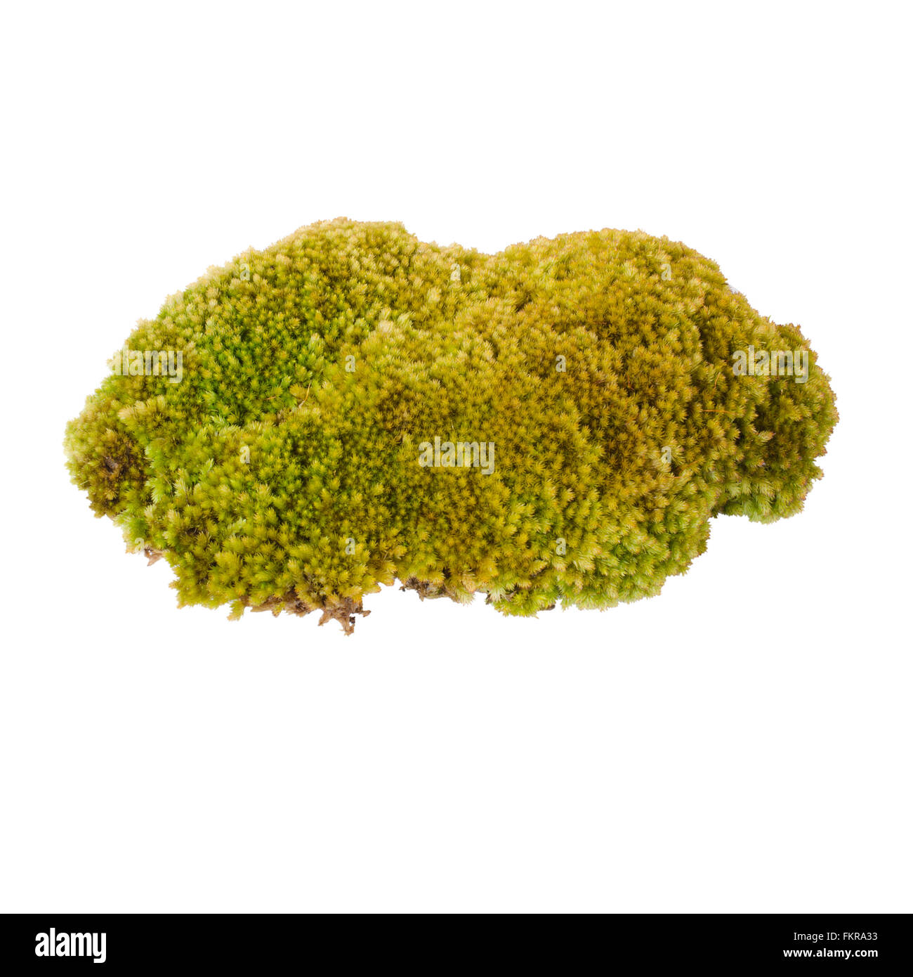 Grünes Moos isoliert auf weißem Hintergrund Stockfoto
