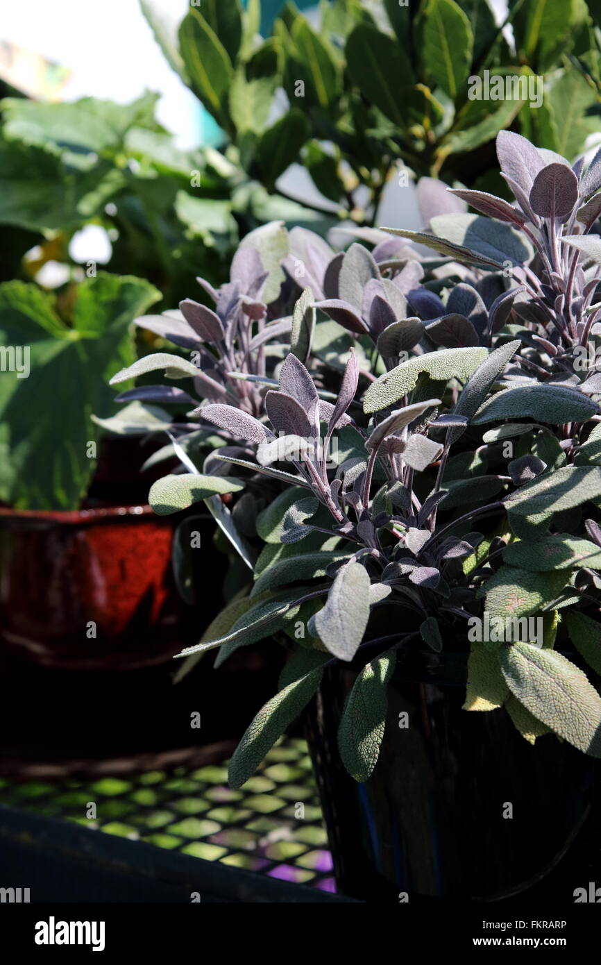 Wachsende Salvia Officinalis Purpurascens oder bekannt als Purple Sage in einem Topf Stockfoto