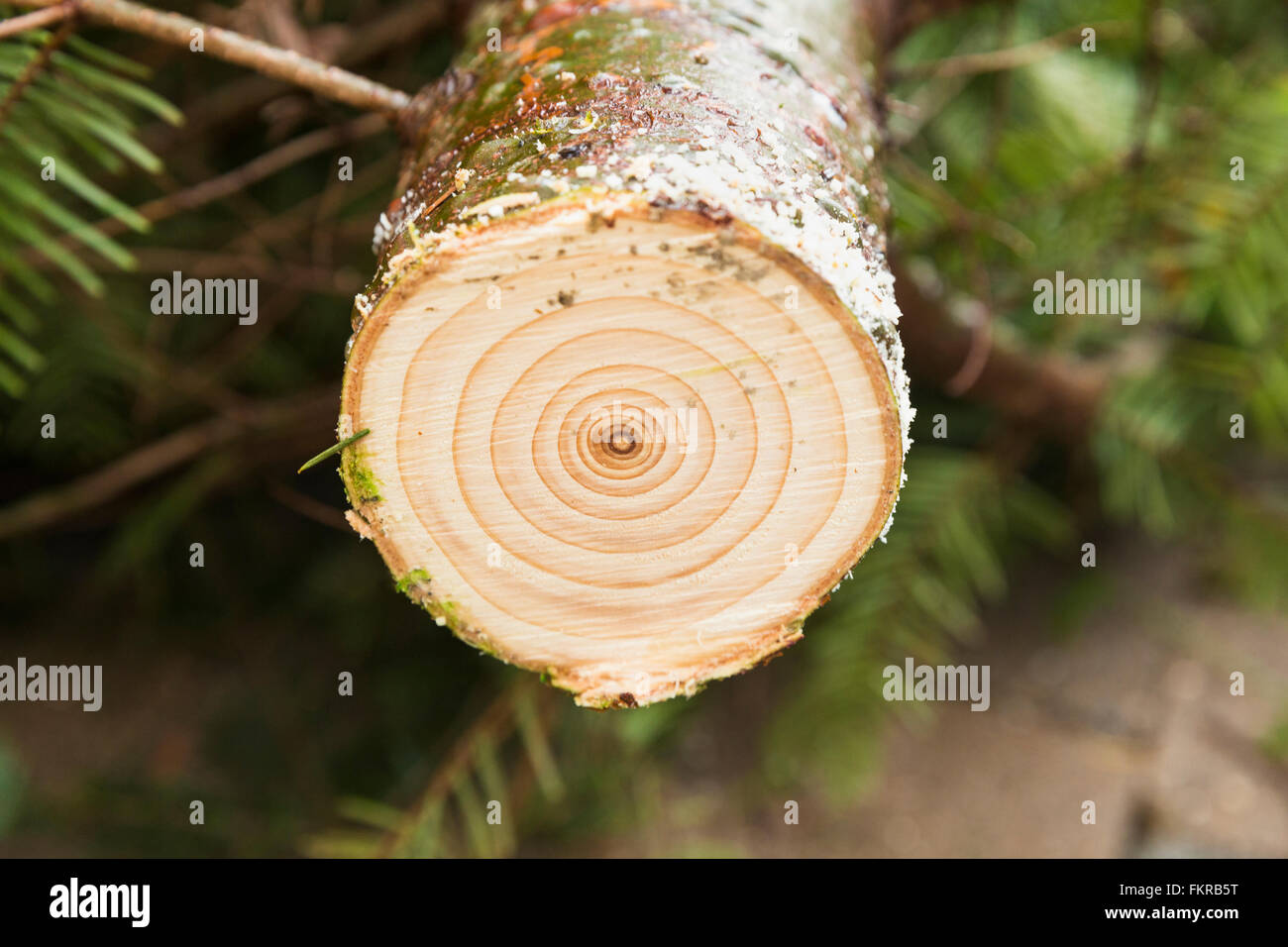 Nahaufnahme von gesägten Baumstumpf Stockfoto