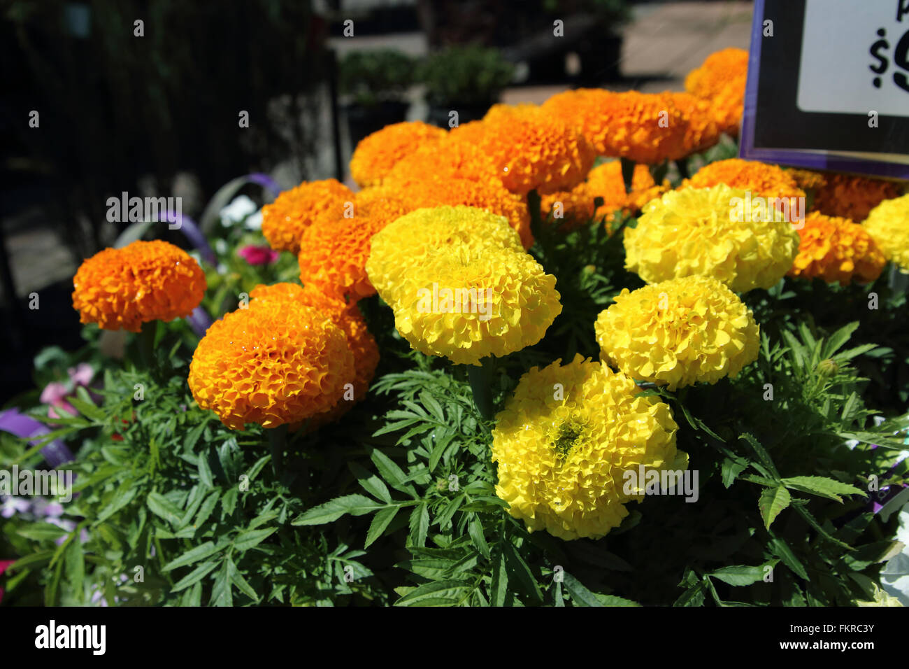 Tagetes Erecta oder auch bekannt als afrikanischer Orange Ringelblume Stockfoto