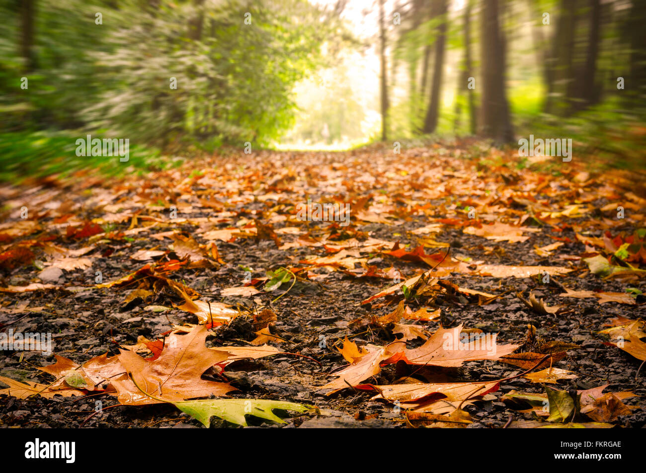 Getrocknete Eiche Blätter auf einem Trail im Wald. Sonnenlicht am Ende des Weges. Perspektivische Ansicht vom Boden Stockfoto