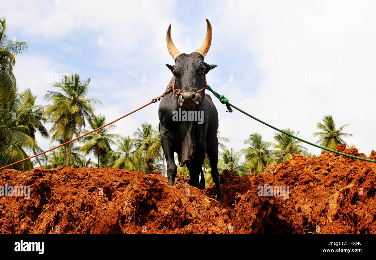 pics Jallikattu Hd Images Download https www alamy de stockfoto portrat eines stiers jallikattu stier zahmen ist in den dorfern von madurai tamilnadu indien statt als teil der bauernherbst 98249424 html