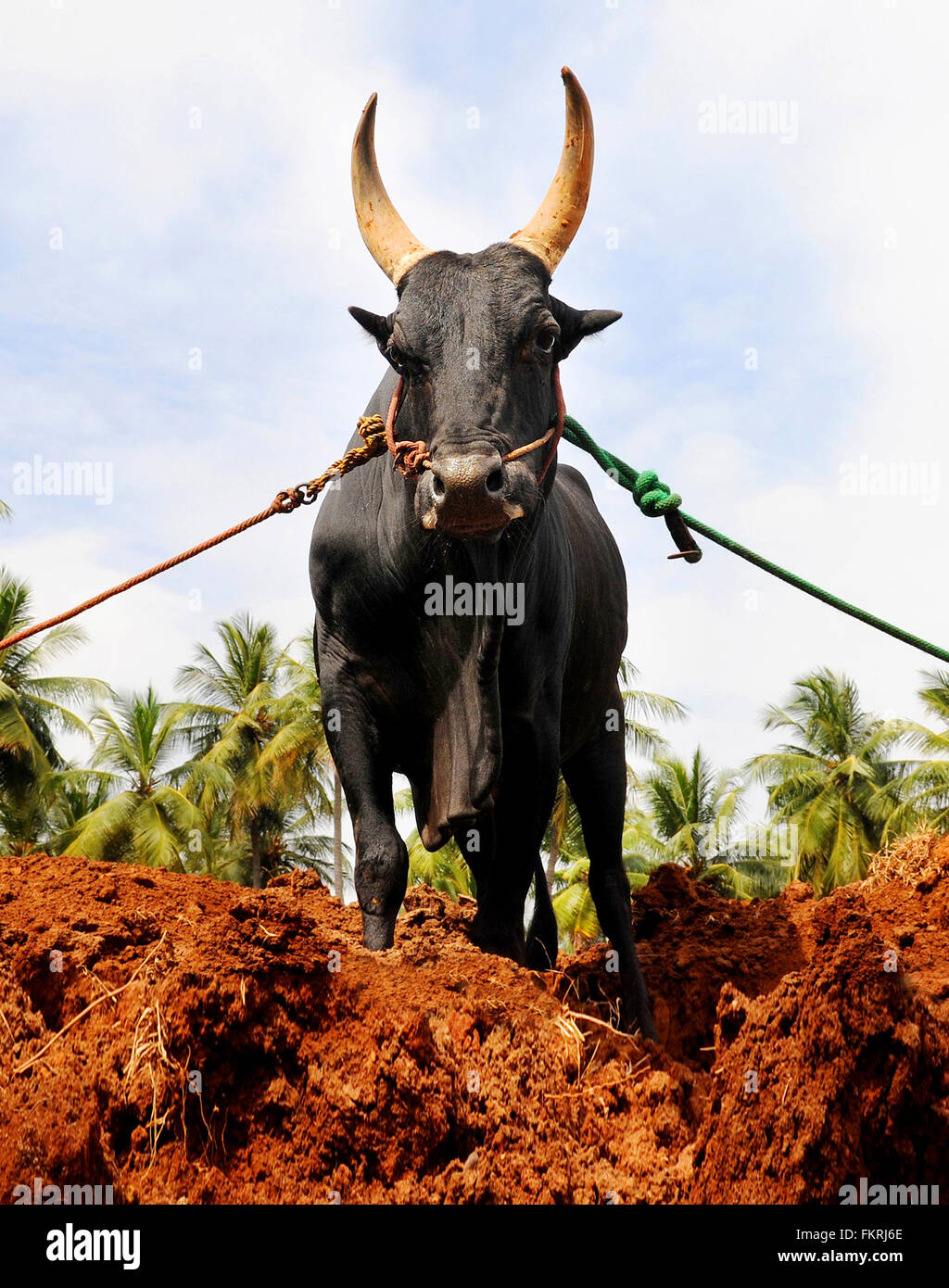 Porträt eines Stiers Jallikattu. Stier kämpfen in den Dörfern von Tamil Nadu, Indien als einen Teil der Ernte-Festival statt. Madurai Stockfoto