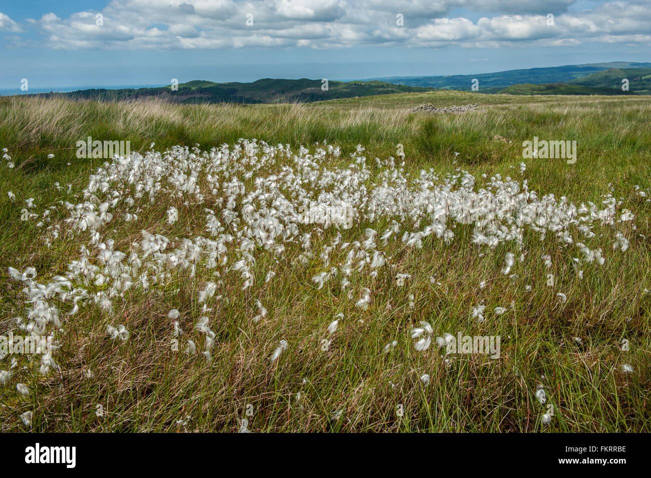 Wollgras am Birker verliebte sich in westlichen Cumbria Stockfoto